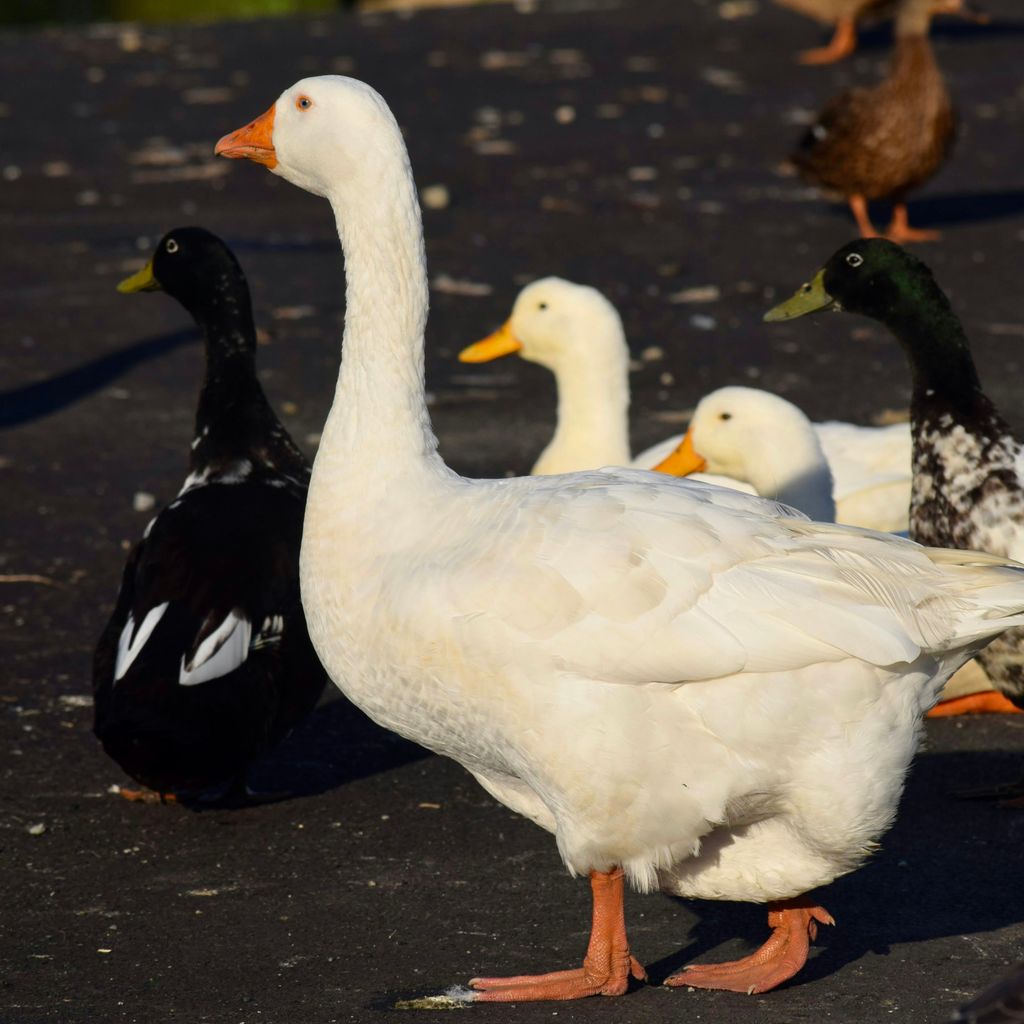 a group of ducks and ducks walking on a road